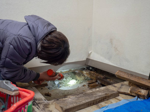 Best Environmental Consulting for Mold Prevention  in University Place, WA