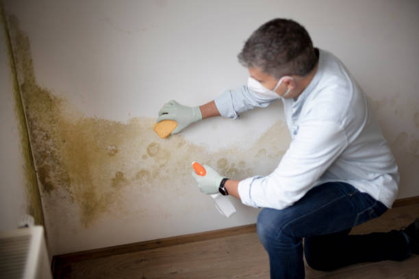 Best Mold Odor Removal Services  in University Place, WA