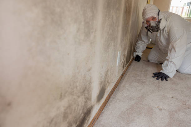 Best HVAC Mold Inspection and Cleaning  in University Place, WA